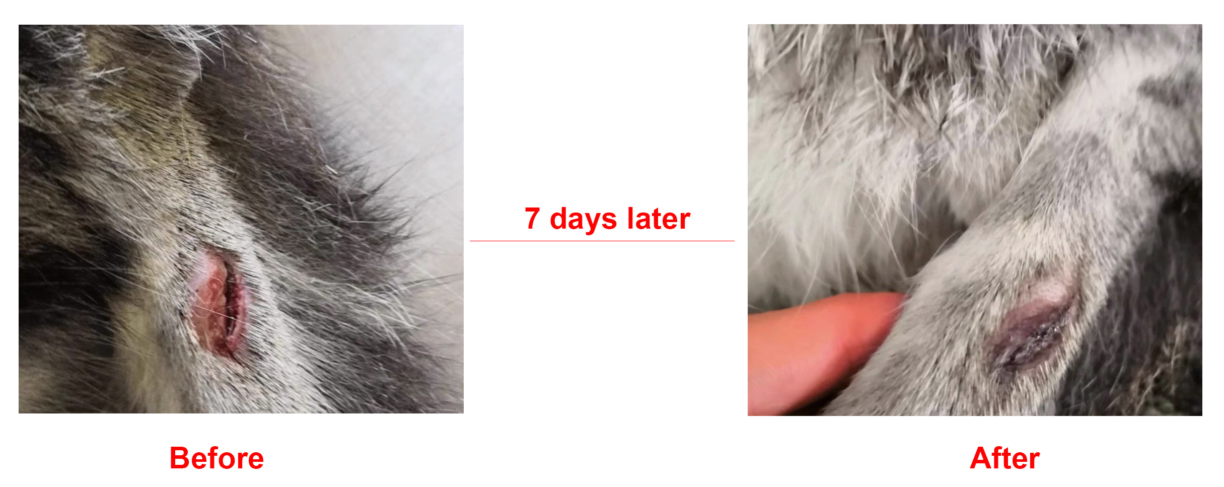 colloidal silver 1
